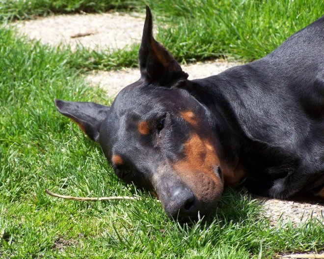 Photo de Dobermann