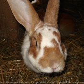 Photo de Lapin