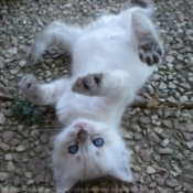 Photo de Ragdoll