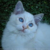 Photo de Ragdoll