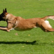 Photo de Berger belge malinois