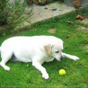 Photo de Labrador retriever