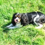 Photo de Cavalier king charles spaniel