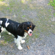 Photo de Cavalier king charles spaniel