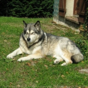 Photo de Malamute de l'alaska