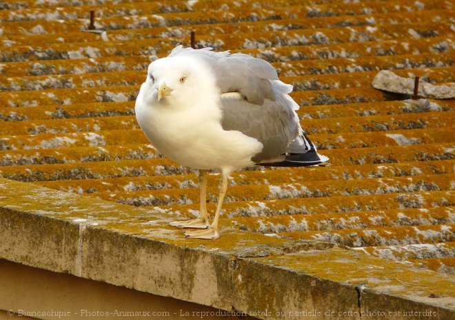 Photo de Mouette