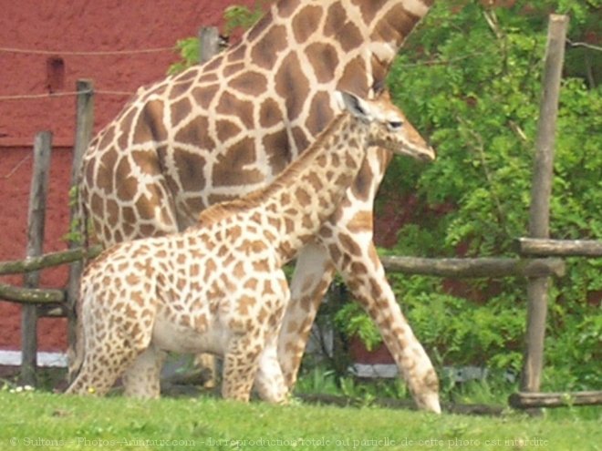 Photo de Girafe