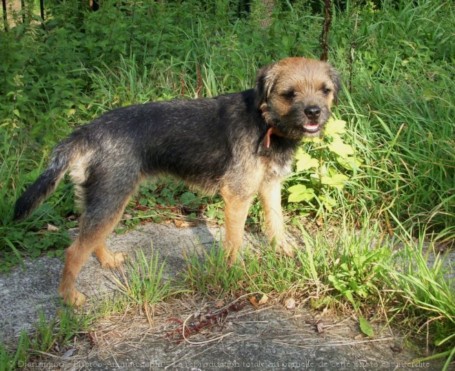 Photo de Border terrier