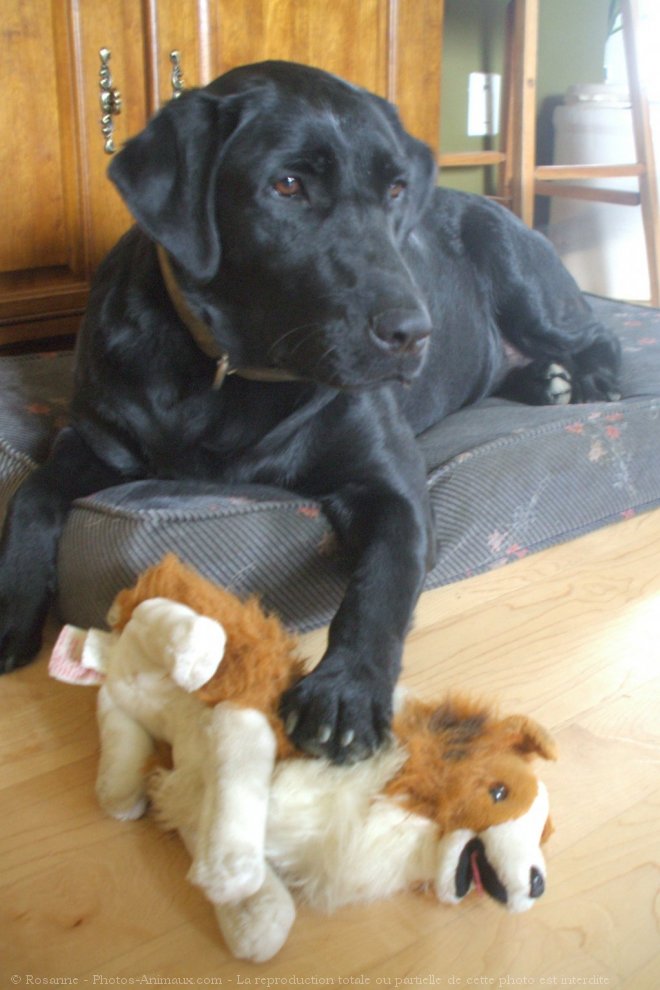 Photo de Labrador retriever