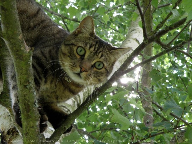 Photo de Chat domestique