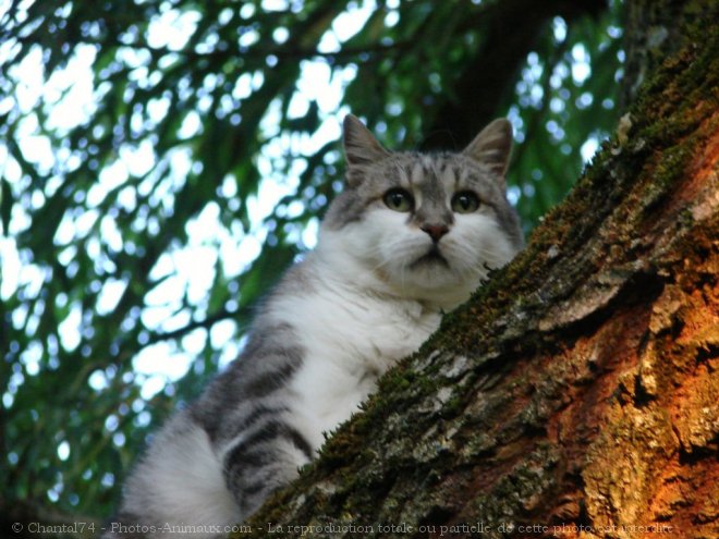 Photo de Chat domestique