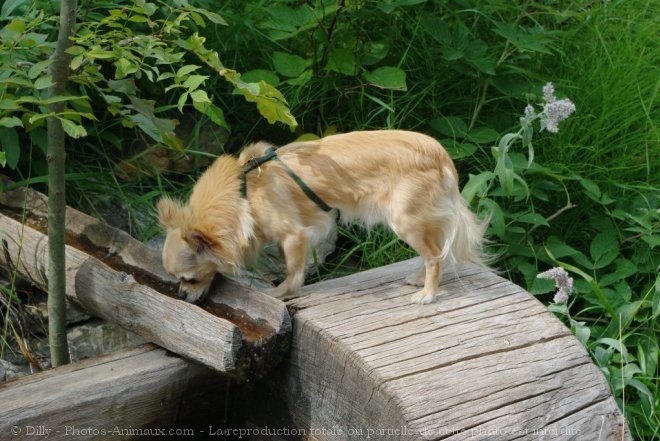 Photo de Chihuahua  poil long