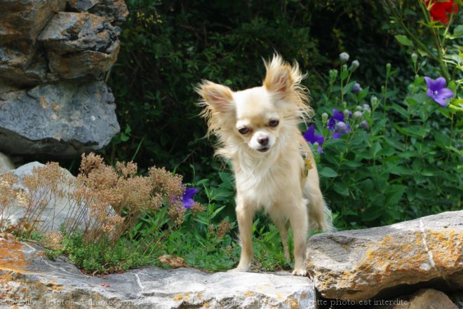 Photo de Chihuahua  poil long