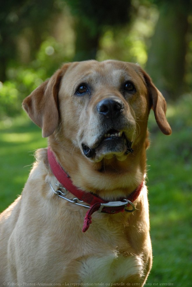 Photo de Labrador retriever