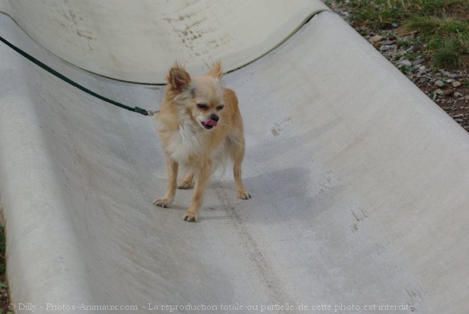 Photo de Chihuahua  poil long