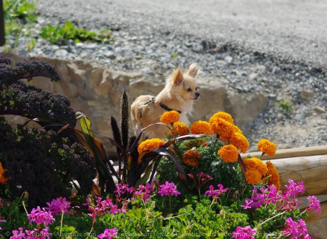 Photo de Chihuahua  poil long