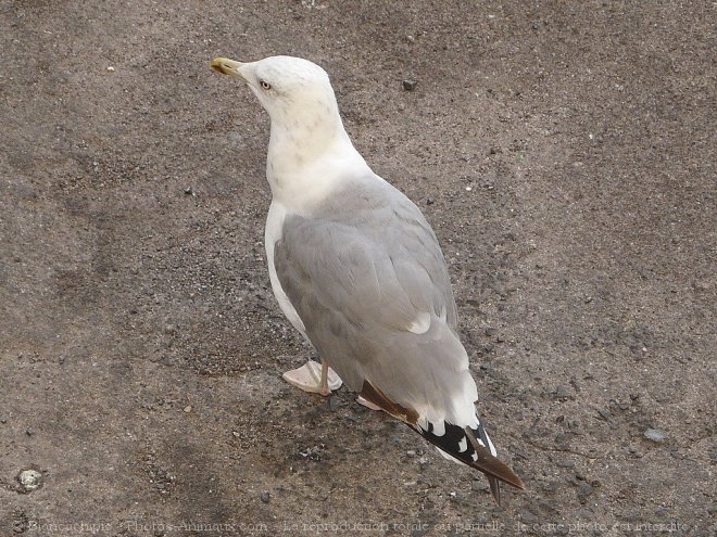 Photo de Mouette