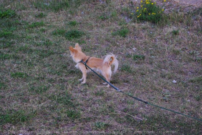 Photo de Chihuahua  poil long