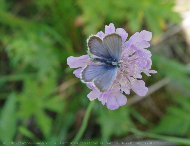 Photo de Papillon