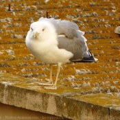 Photo de Mouette