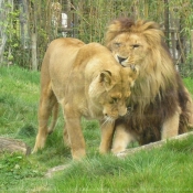 Photo de Lion