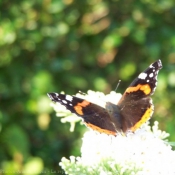 Photo de Papillon