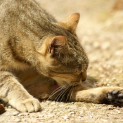 Photo de Chat domestique