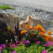 Photo de Chihuahua  poil long