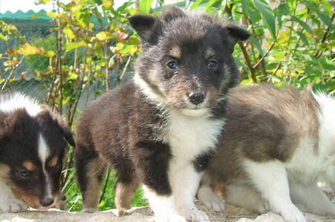 Photo de Chien de berger des shetland