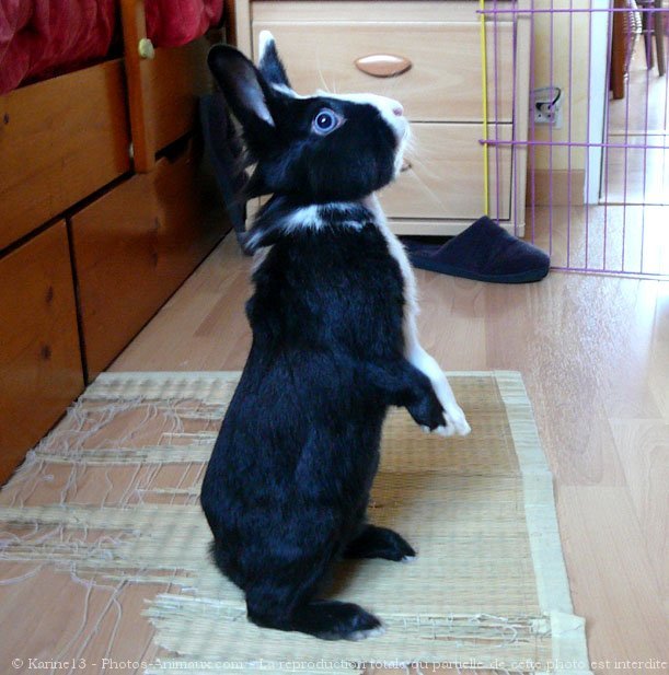 Photo de Lapin