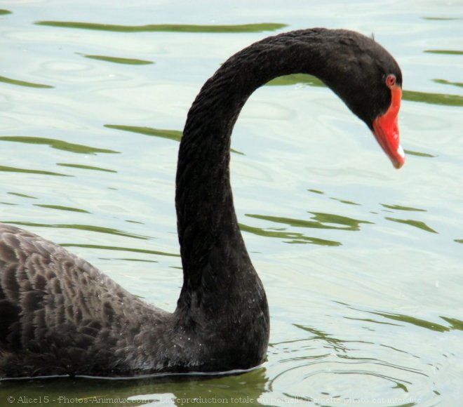 Photo de Cygne