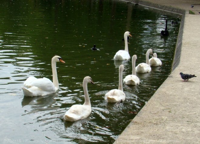 Photo de Cygne