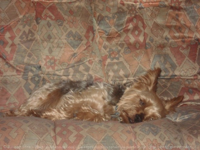 Photo de Yorkshire terrier