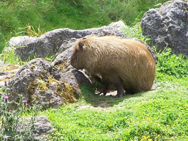 Photo de Cabiai ou capybara