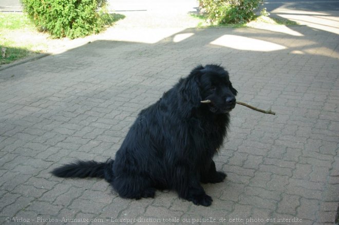 Photo de Chien de terre-neuve