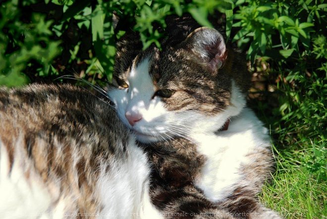 Photo de Chat domestique