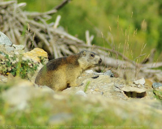 Photo de Marmotte