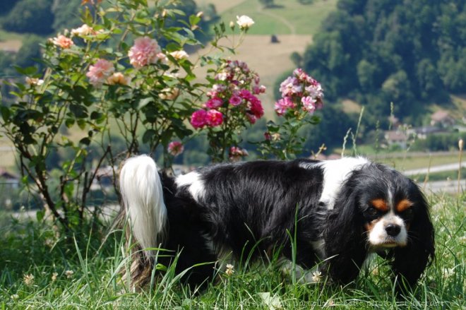 Photo de Cavalier king charles spaniel