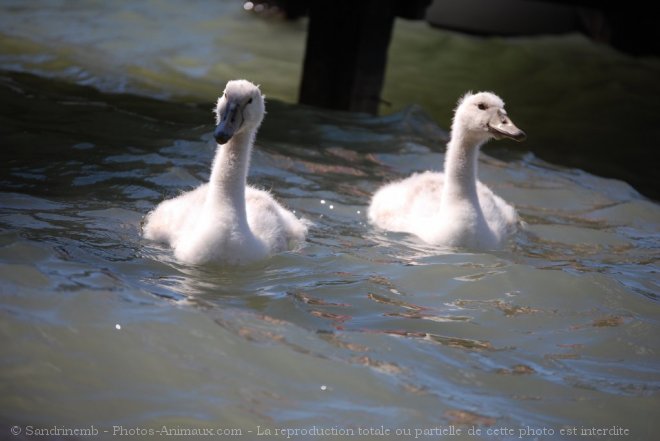 Photo de Cygne