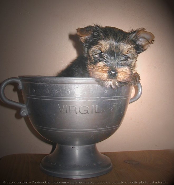 Photo de Yorkshire terrier