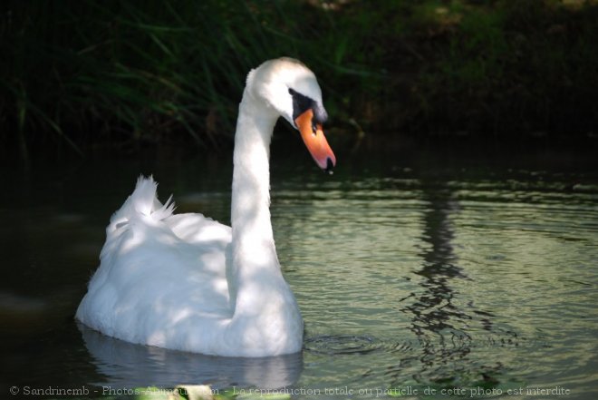 Photo de Cygne