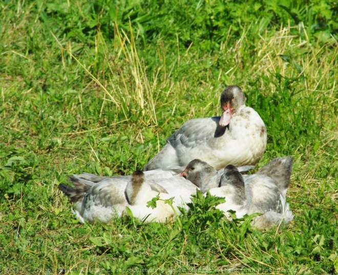 Photo de Canard