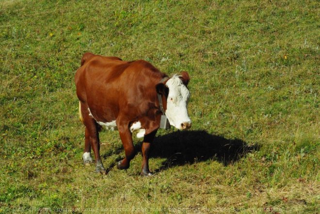 Photo de Vache