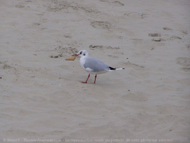 Photo de Mouette