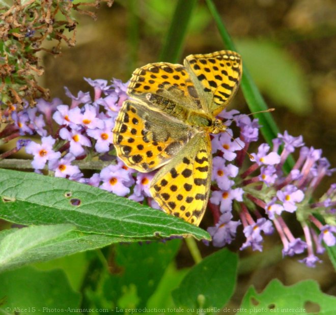 Photo de Papillon