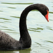 Photo de Cygne