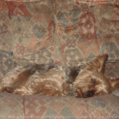 Photo de Yorkshire terrier