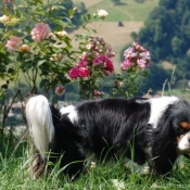 Photo de Cavalier king charles spaniel