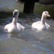 Photo de Cygne