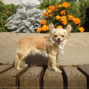 Photo de Chihuahua  poil long